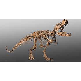 3D Tyrannosaurus Rex Skeleton